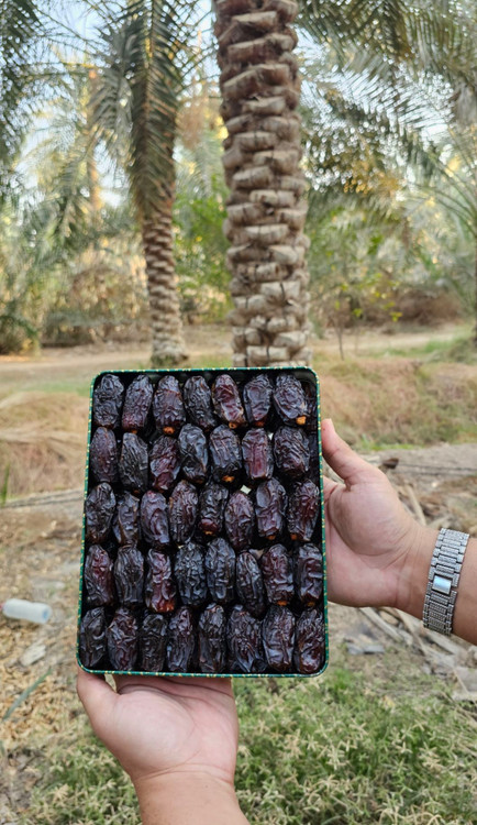 خرما مجول مراکشی لوکس و صادراتی